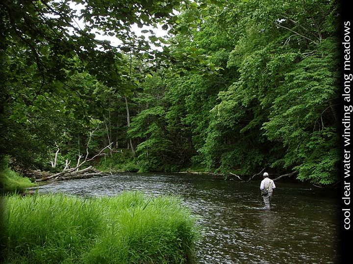 TOKACHI TROUT RODS